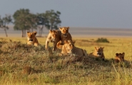 Safari Karibuni Ndefu