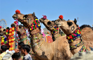 Rajasthan Intimiste- Spéciale foire de Pushkar