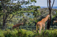 Safari privé Karibuni Ndefu