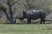 Afrique du Sud originale