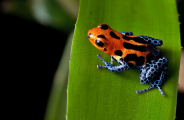 Regard et plages du Costa Rica
