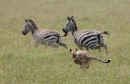 Safari rendez-vous à la plage