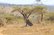 Afrique du Sud originale