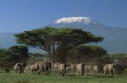 Safari rendez-vous à la plage