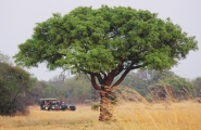 Afrique du Sud originale