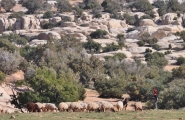 Jordanie Classique