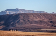 Afrique du Sud originale