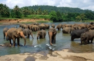 Sri Lanka, l'île émeraude en privé