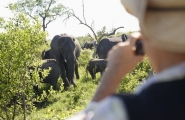 New Afrique du Sud originale