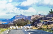 Irlande, la belle émeraude