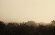 Afrique du Sud originale