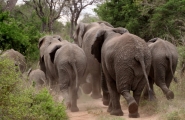 Afrique du Sud originale