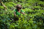 Sri Lanka, l'île émeraude en privé
