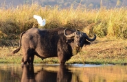 Essentielles découvertes d'Afrique du Sud et chutes Victoria