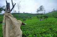 Sri Lanka, l'île émeraude en privé