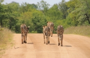 Essentielles découvertes d'Afrique du Sud et chutes Victoria