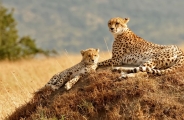 Safari rendez-vous à la plage