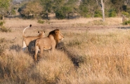New Afrique du Sud originale