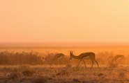 New Afrique du Sud originale