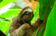 Regard et plages du Costa Rica