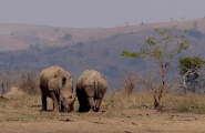 Afrique du Sud originale