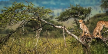 Safari Swala Duma Tanzanie