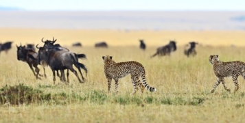 Safari rendez-vous à la plage