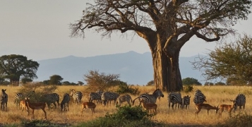 Safari Swala Tembo Tanzanie