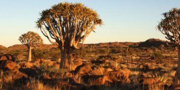 Grand tour de Namibie et du Kalahari