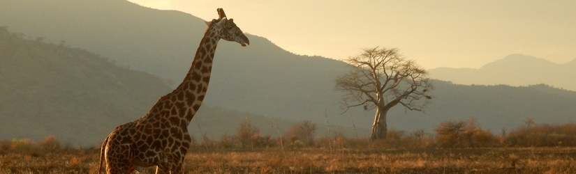 Safari Tanzanie originale