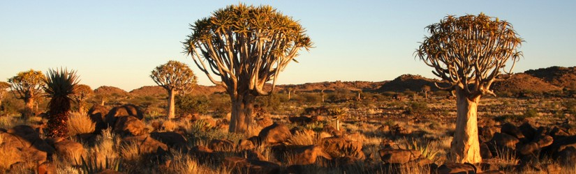 Grand tour de Namibie et du Kalahari