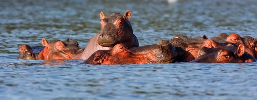 Safari Karibuni Ndefu