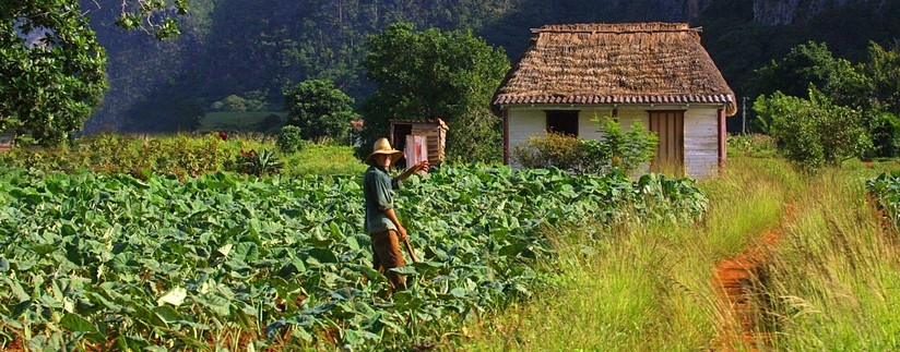 Parfums et terres de Cuba