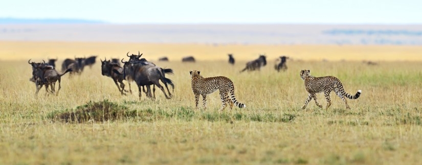 Safari rendez-vous à la plage