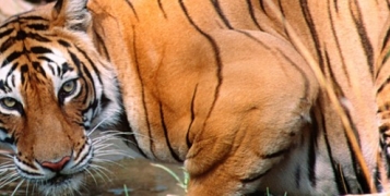 Tigres et splendeurs du Rajasthan